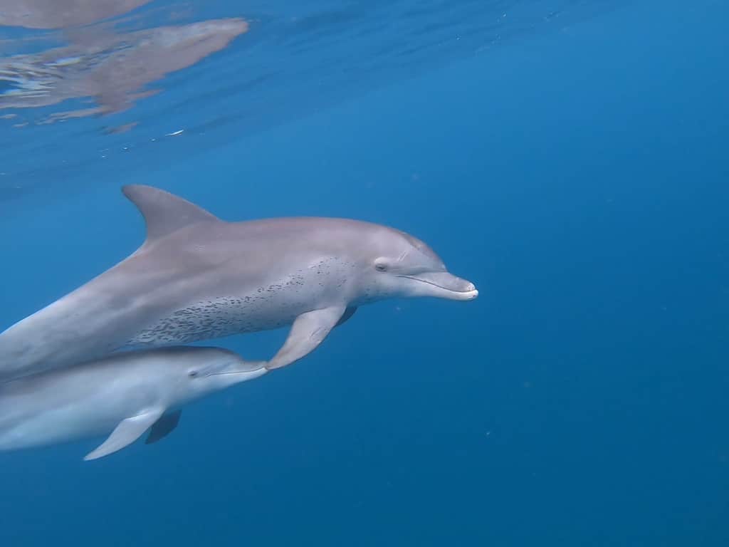 Cetaceans Mozambique