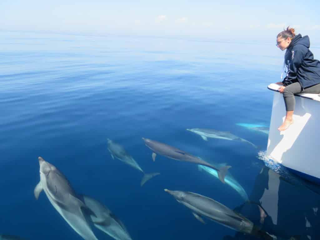 Cetaceans Mediterranean Sea