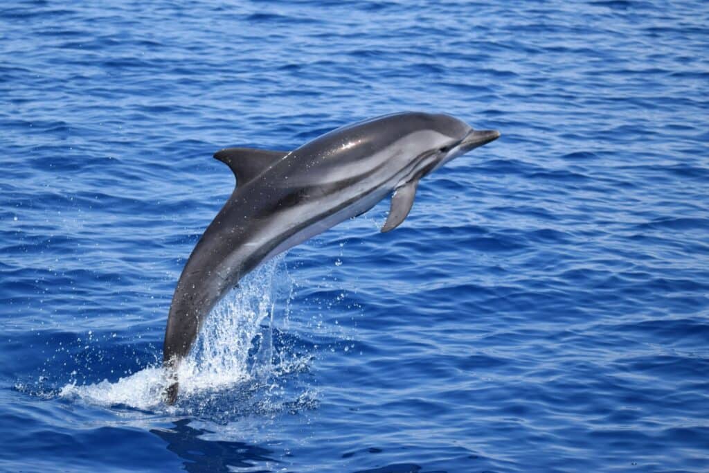 écovolontariat dauphins
