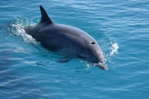 Dauphin italie