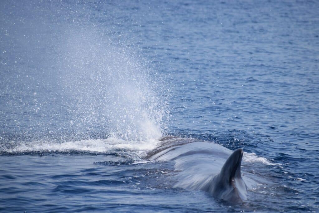 Cetacean volunteer work