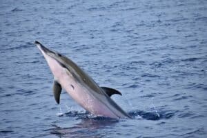 Dauphins Méditerranée