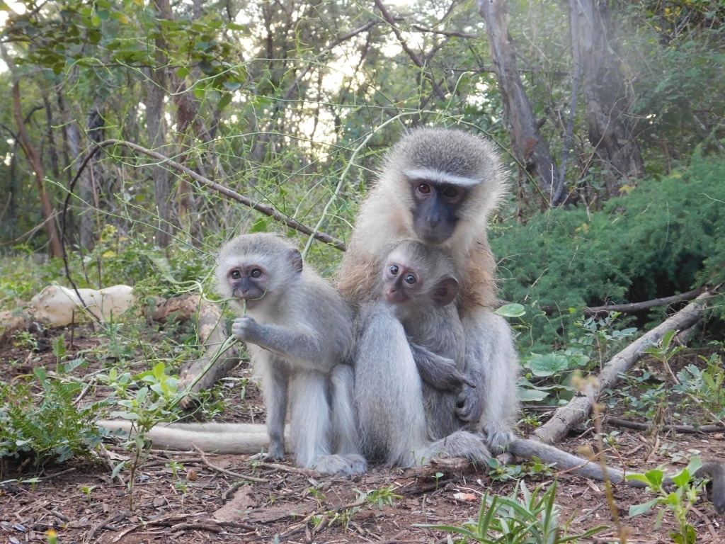 Ecovolunteering vervet monkey