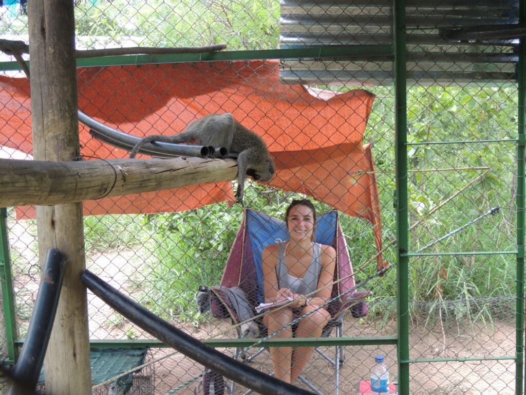 Volunteers look after vervet monkeys