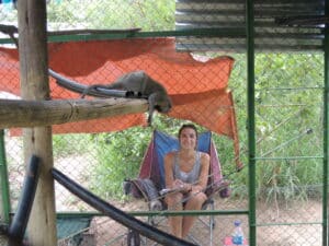 Les volontaires s'occupent des singes vervets