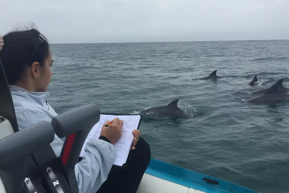 Monitoring dauphins Mozambique