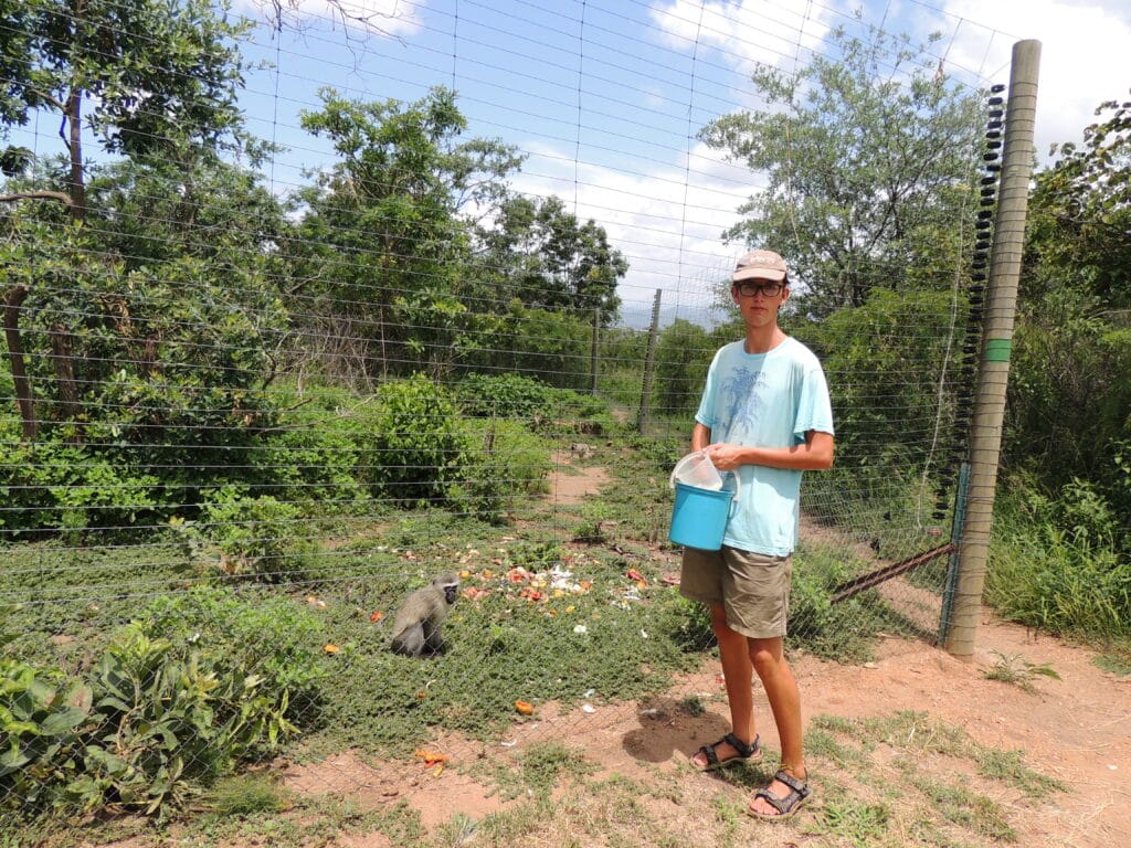 Vervet monkey monitoring