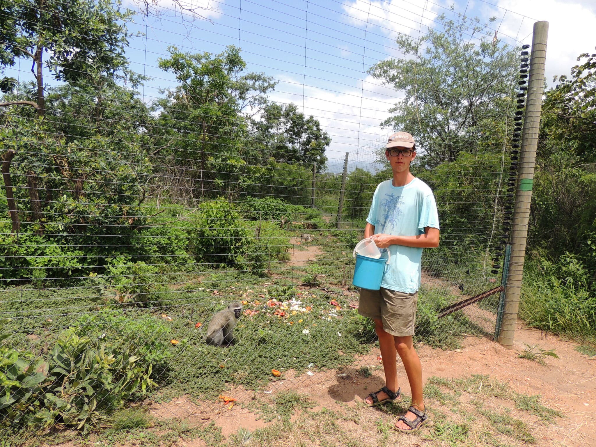 Vervet monkey monitoring