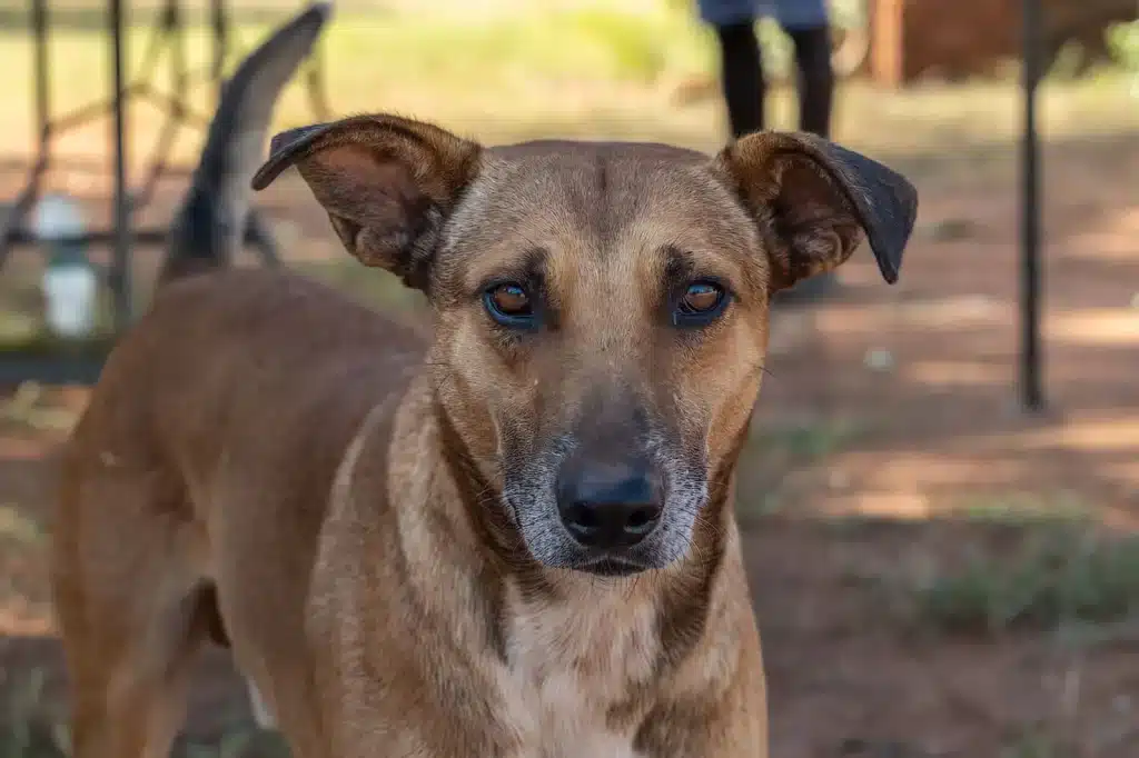 Dog shelter south africa