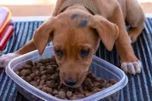 Chien Afrique du Sud