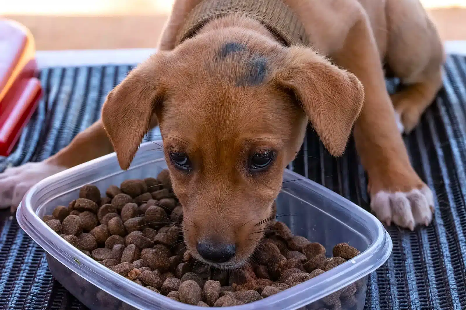 Chien Afrique du Sud