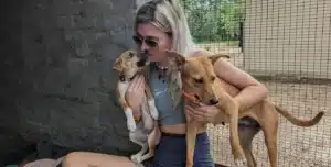 Volontaire chien afrique du sud