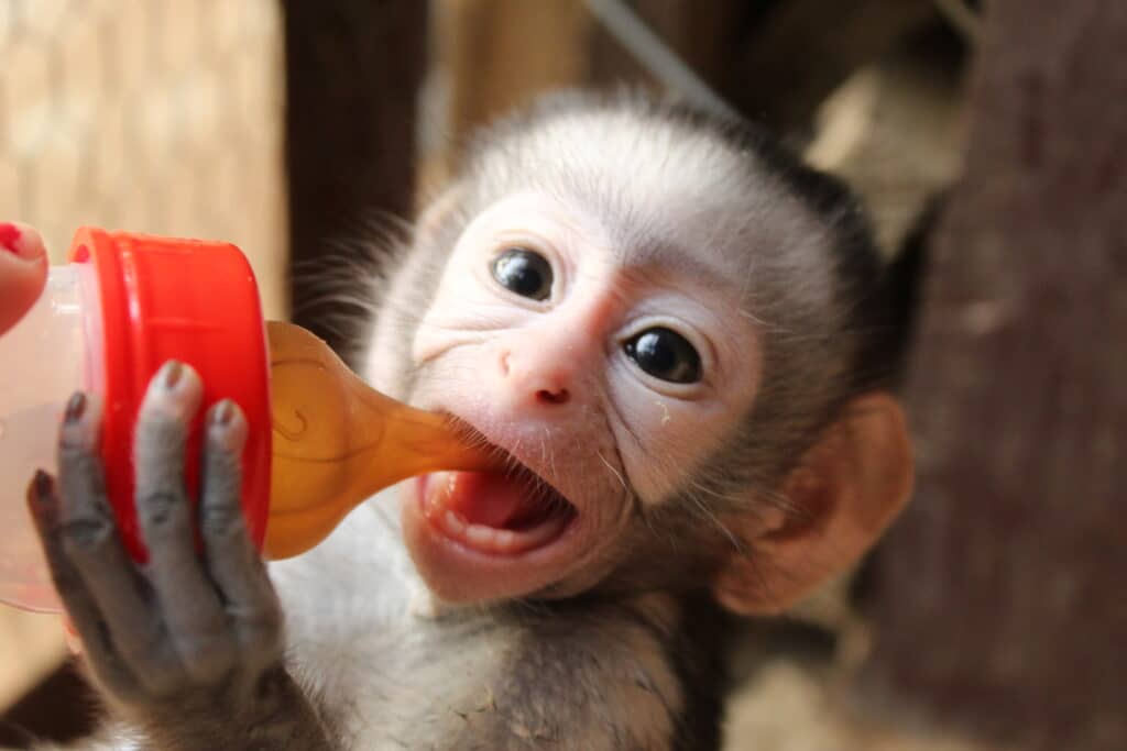 baby vervet monkey