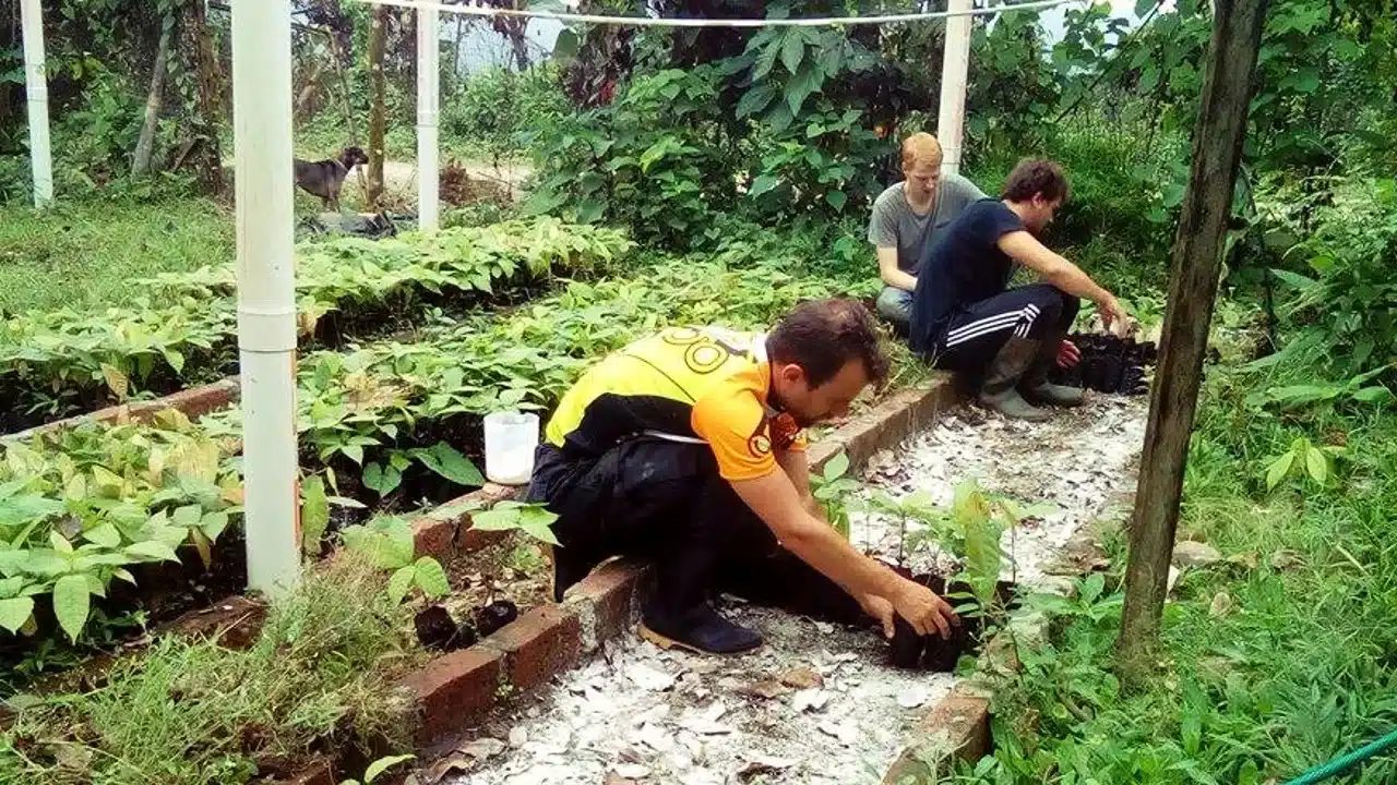 volontariat forêt équateur