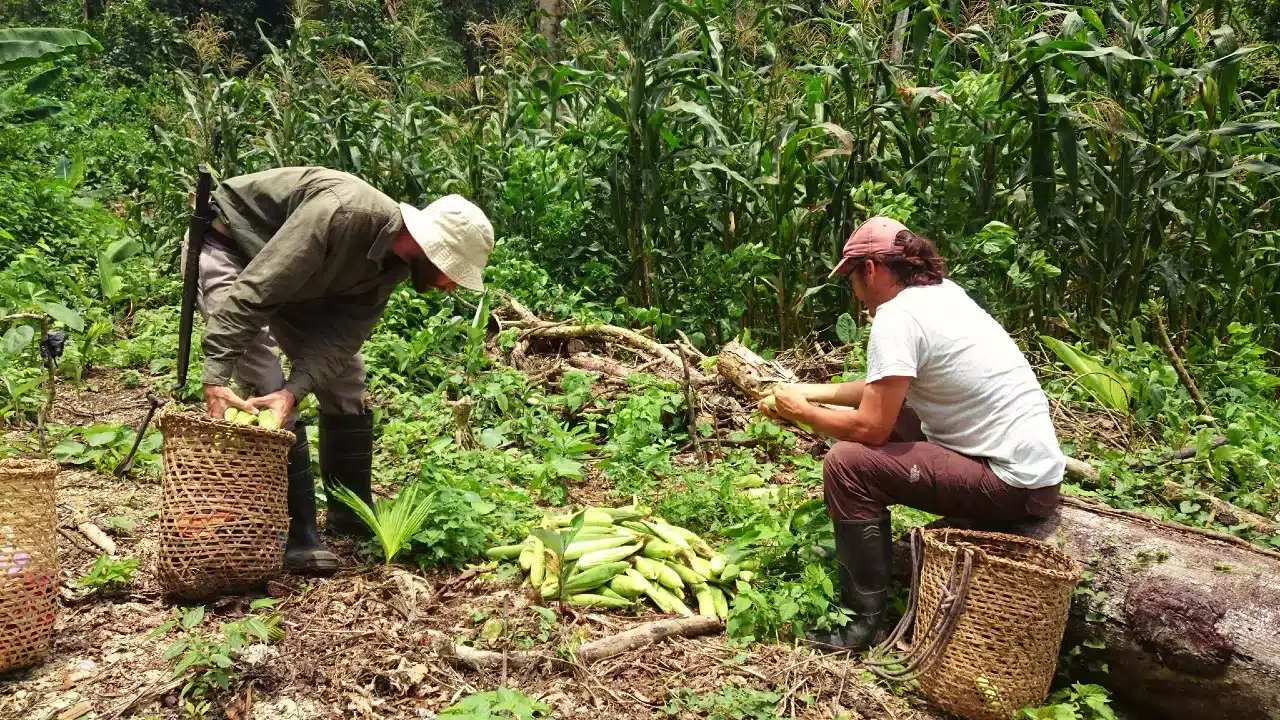 ecovolunteering in the equator forest