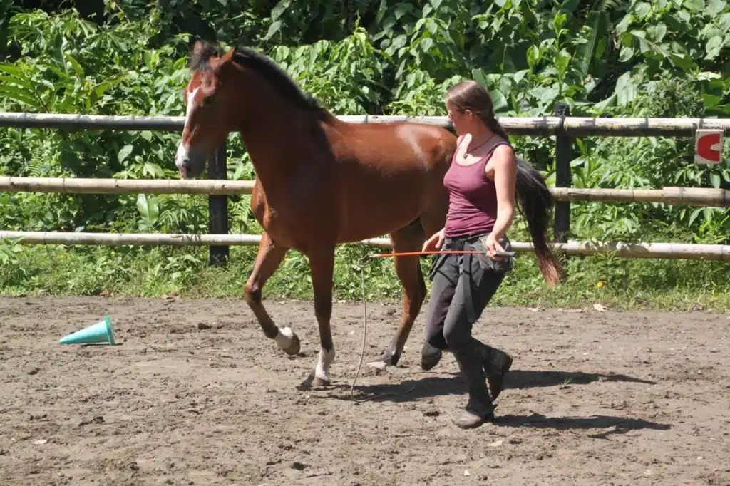 horses finca soley