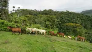 chevaux liberte costa rica