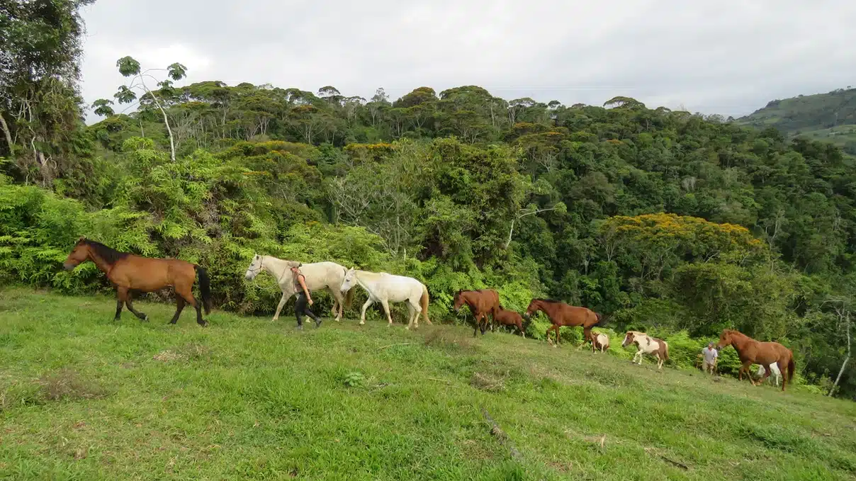 horses liberte costa rica