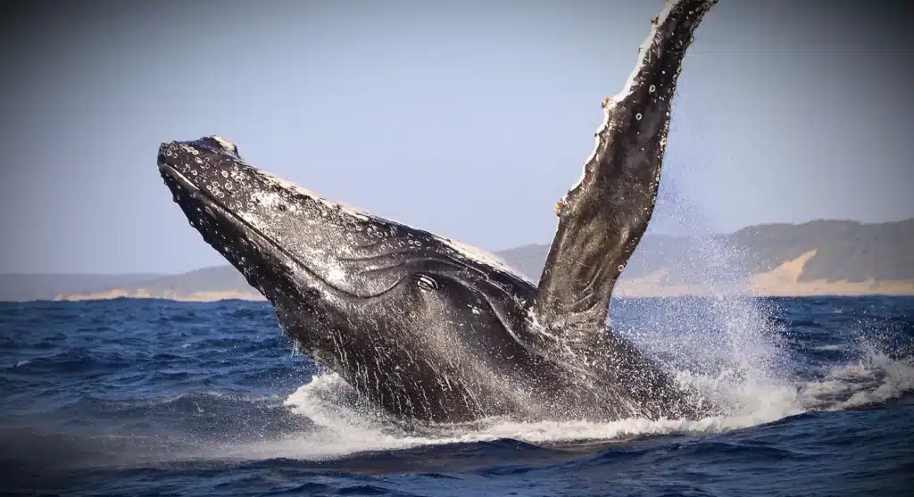 Humpback whale Mozambique