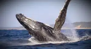 Baleine à bosse Mozambique