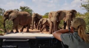 elephants Afrique du Sud