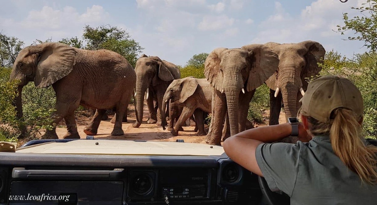 elephants Afrique du Sud