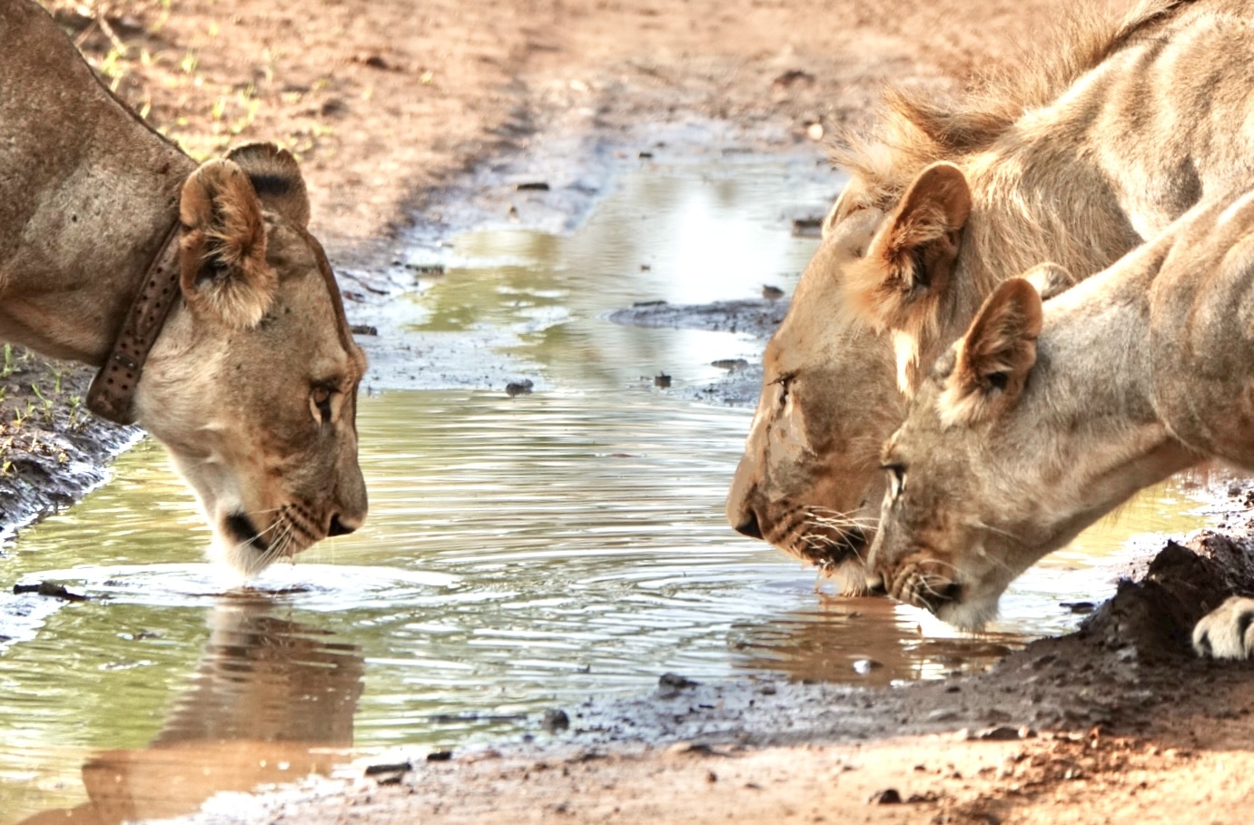 Lionesses