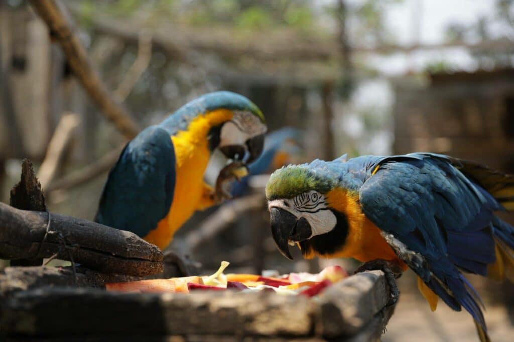 Perroquet dans refuge Bolivie