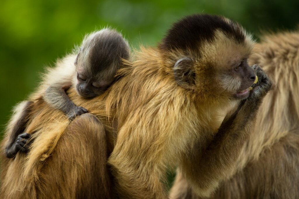 Singe refuge Bolivie