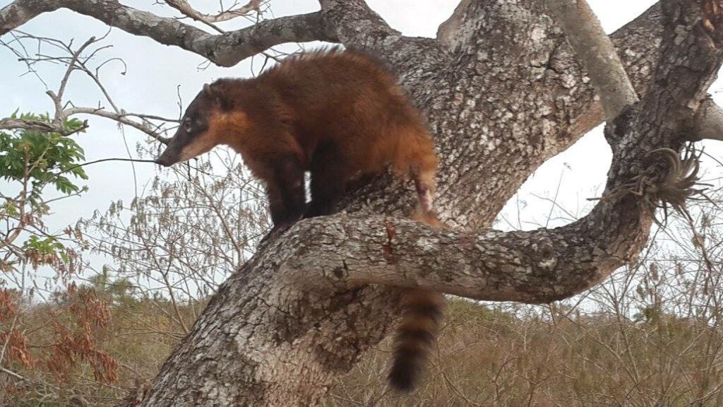 Ecovolunteer in a sanctuary in Bolivia