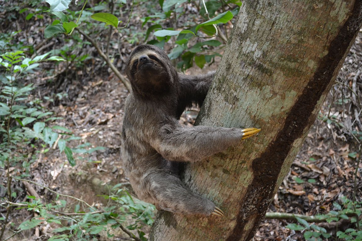 Lazy Bolivia