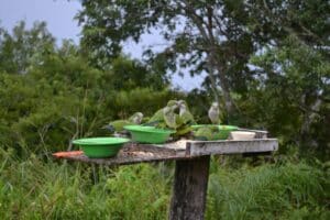 Oiseaux exotiques