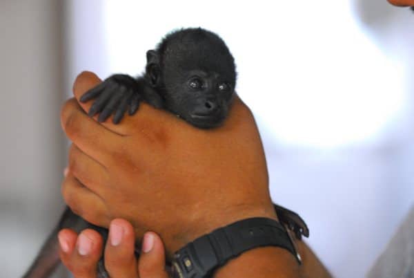 Wildlife refuge Guatemala