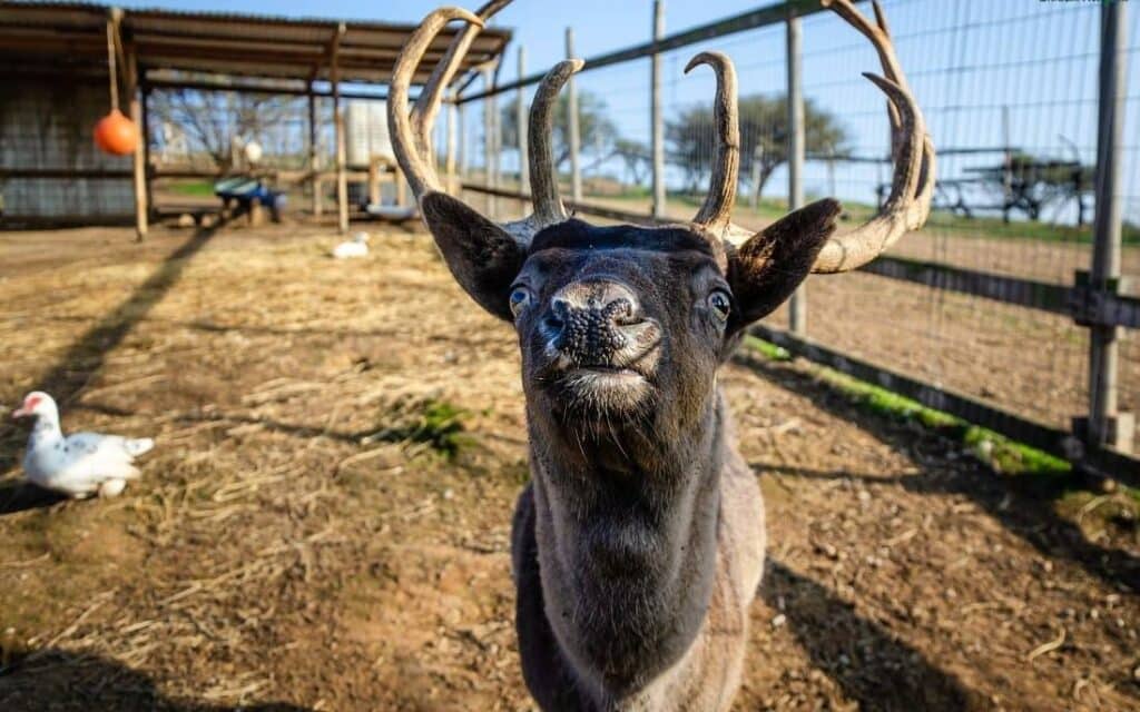 Volunteer farm sanctuary Chile