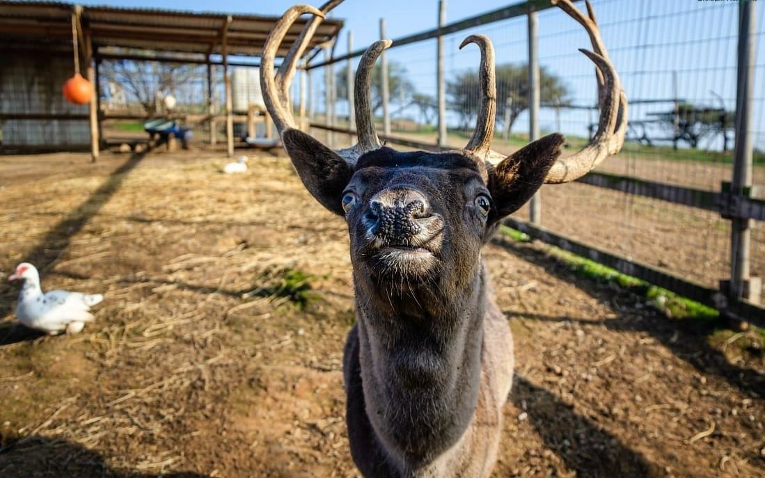 Volontariat ferme sanctuaire Chili