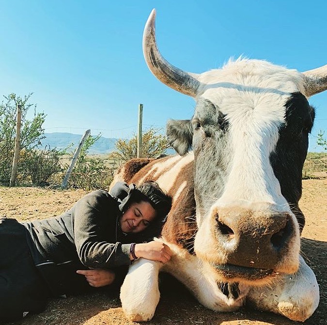 Volunteer farm sanctuary Chile