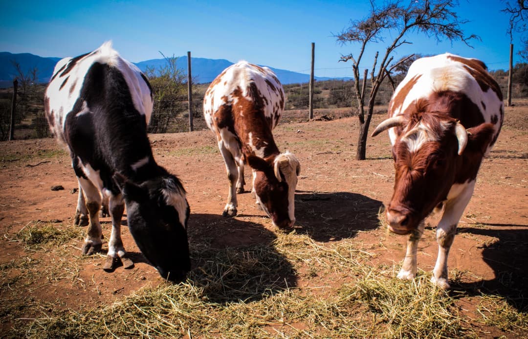 For the well-being of farm animals