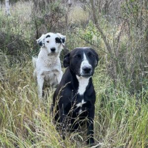 La ferme recueille aussi des chiens