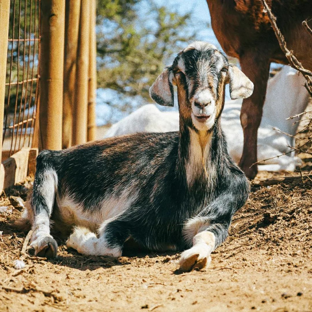 refuge farm Chile