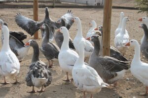 oie ferme chili