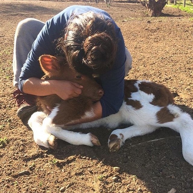 Sanctuary farm volunteer Chile