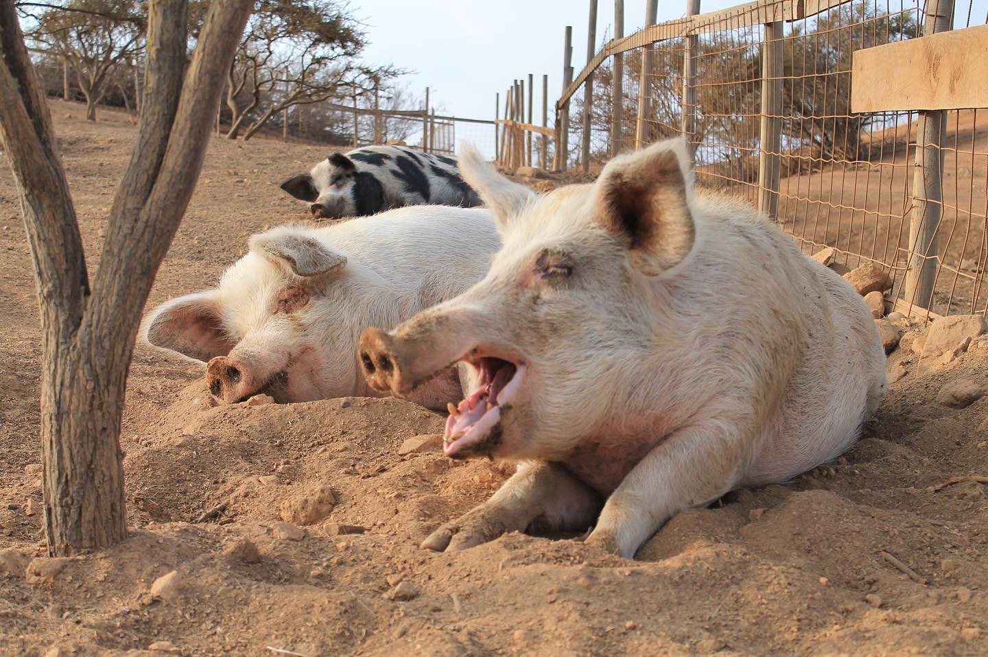 Pig farm sanctuary chile