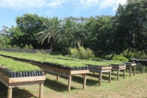Biodiversité île de Pâques