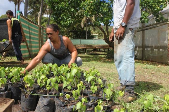 ecovolunteer Easter Island