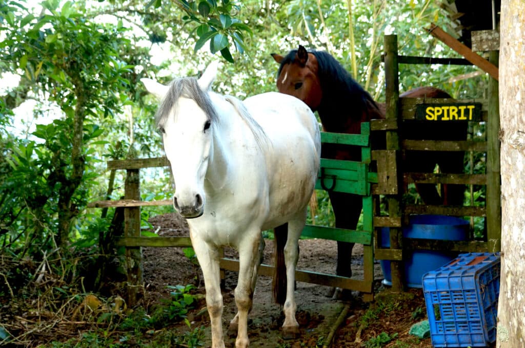 Cheval ferme costa rica