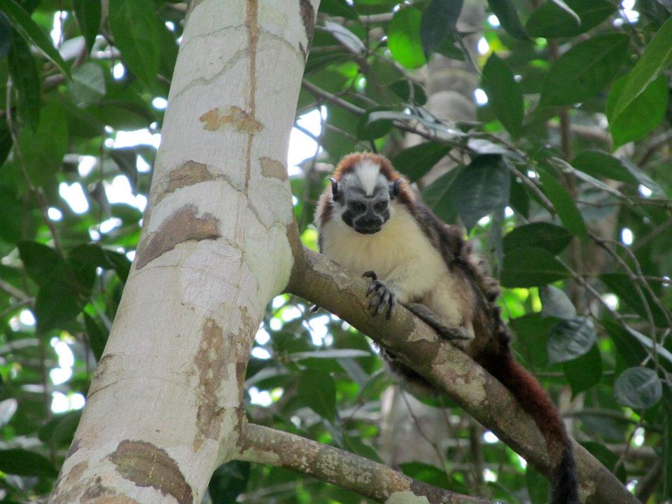 Animal sauvage costa rica