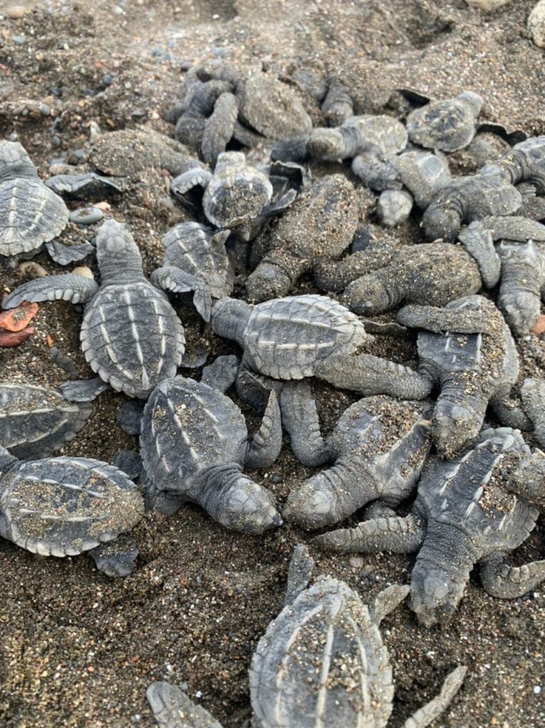 Baby turtles