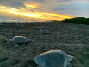 Ecovolontariat tortues Costa Rica
