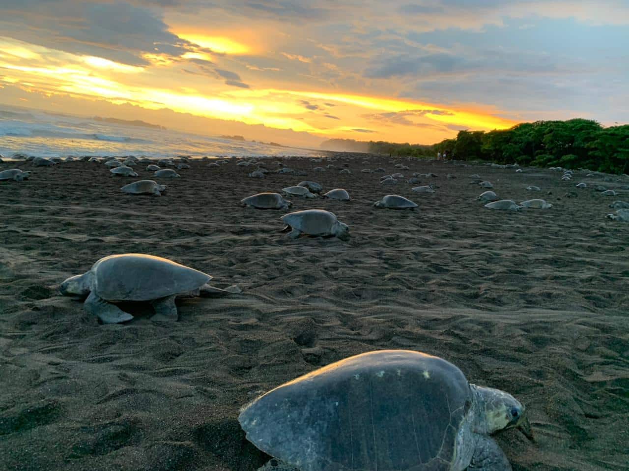 Ecovolontariat tortues Costa Rica