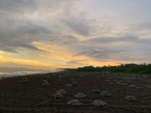Volontariat tortue costa rica
